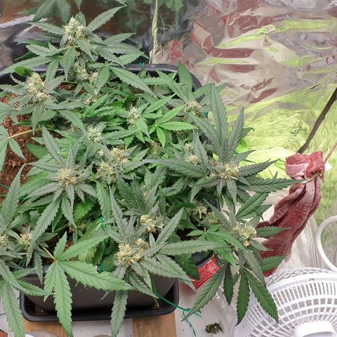 Nova growlog timeline photo