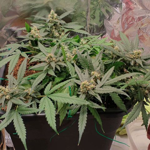 Nova growlog timeline photo