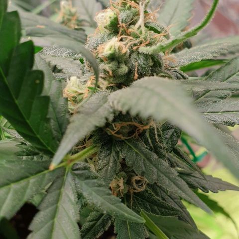 Nova growlog timeline photo