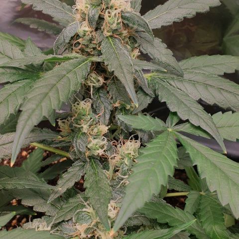 Nova growlog timeline photo