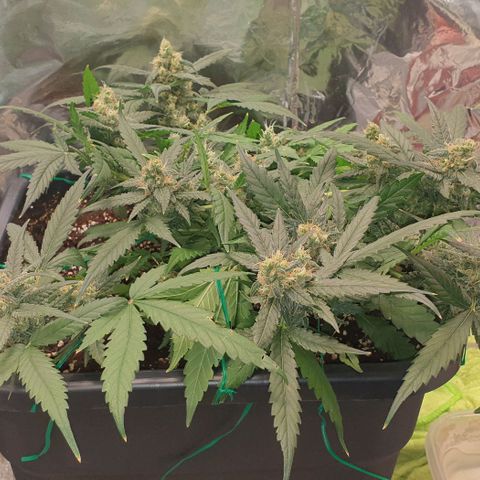 Nova growlog timeline photo