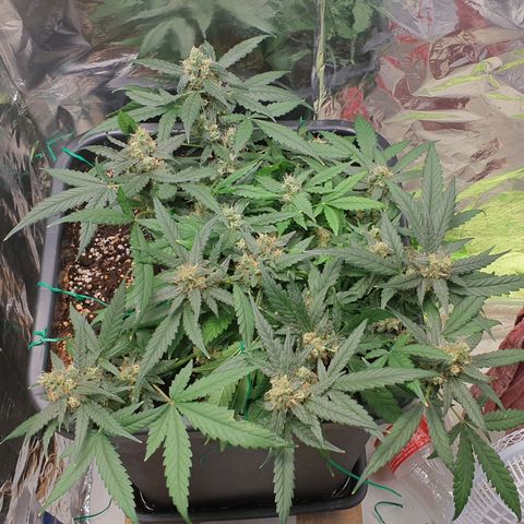 Nova growlog timeline photo