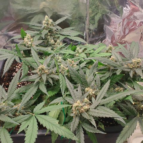 Nova growlog timeline photo