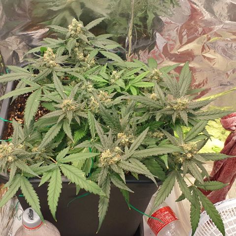 Nova growlog timeline photo
