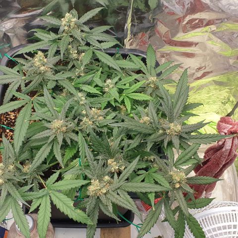 Nova growlog timeline photo