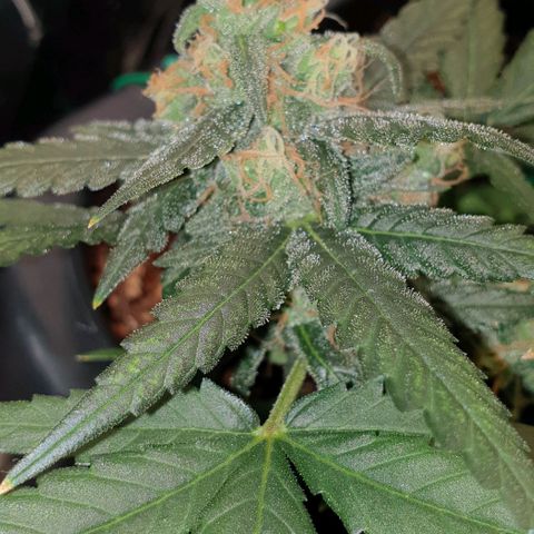 Nova growlog timeline photo