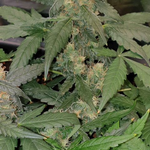 Nova growlog timeline photo