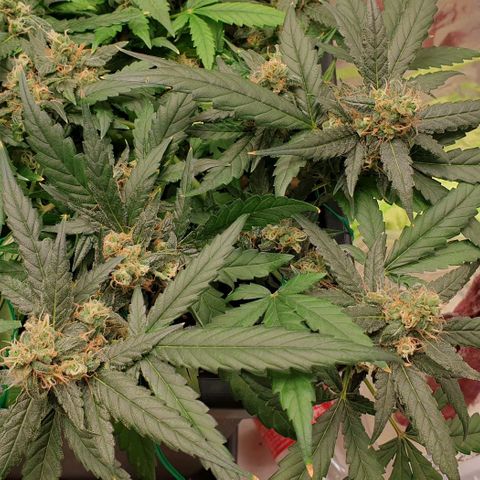 Nova growlog timeline photo