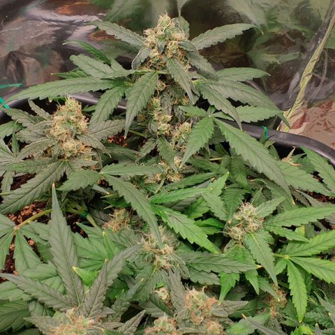 Nova growlog timeline photo