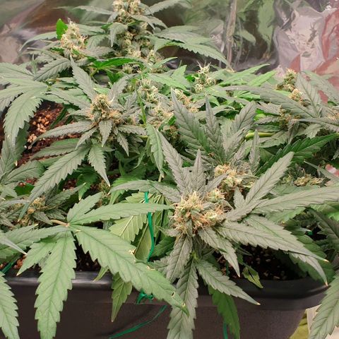 Nova growlog timeline photo