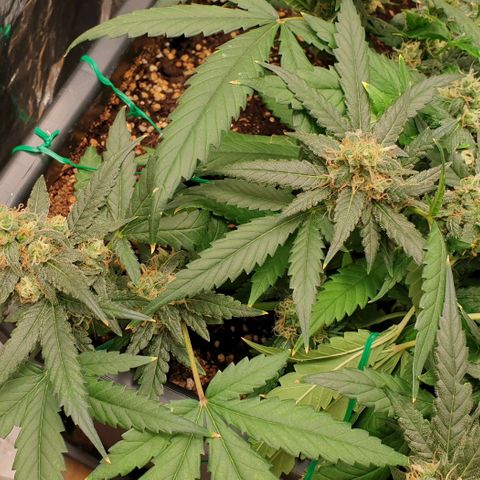 Nova growlog timeline photo