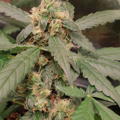 Nova growlog timeline photo