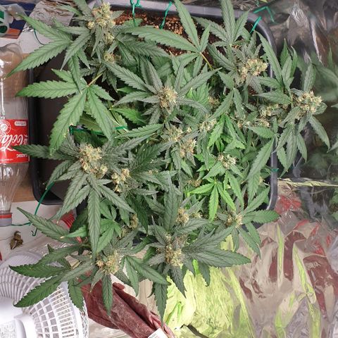 Nova growlog timeline photo