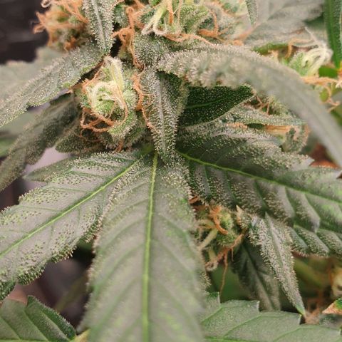 Nova growlog timeline photo