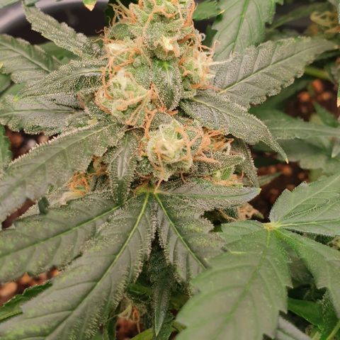 Nova growlog timeline photo