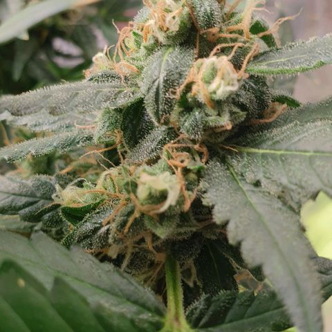 Nova growlog timeline photo