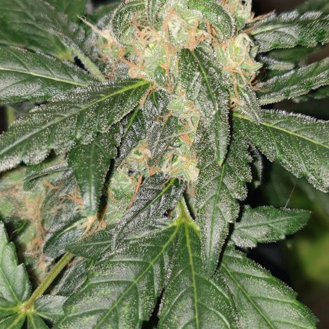 Nova growlog timeline photo
