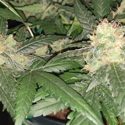Nova growlog timeline photo