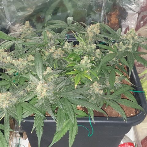 Nova growlog timeline photo