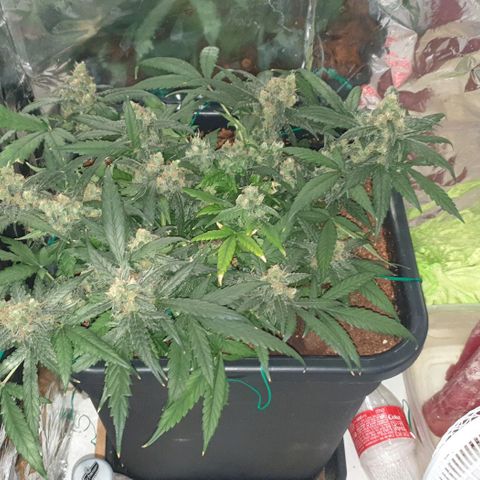 Nova growlog timeline photo