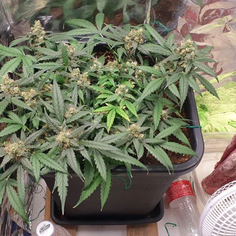 Nova growlog timeline photo