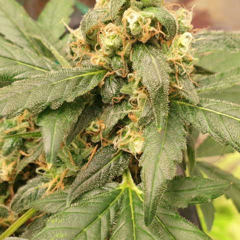 Nova growlog timeline photo