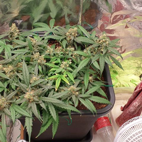 Nova growlog timeline photo