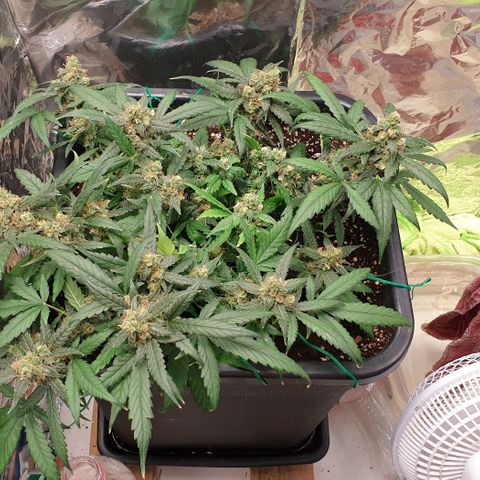 Nova growlog timeline photo