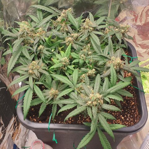 Nova growlog timeline photo