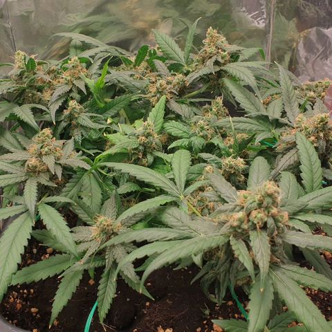 Nova growlog timeline photo