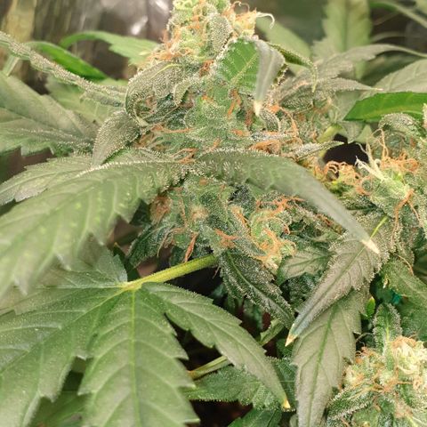 Nova growlog timeline photo