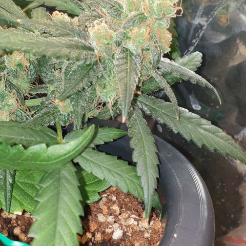 Nova growlog timeline photo