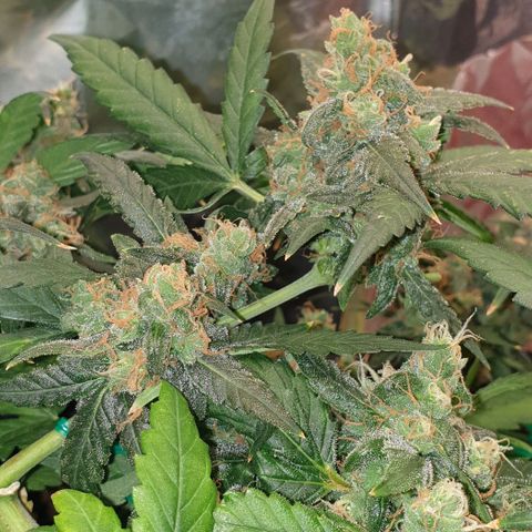 Nova growlog timeline photo