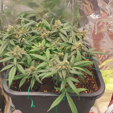 Nova growlog timeline photo