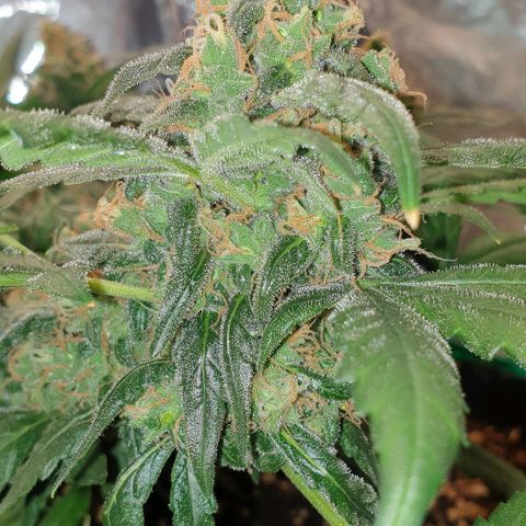 Nova growlog timeline photo