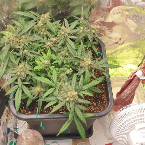 Nova growlog timeline photo