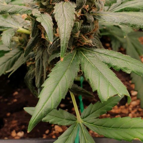Nova growlog timeline photo