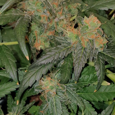 Nova growlog timeline photo