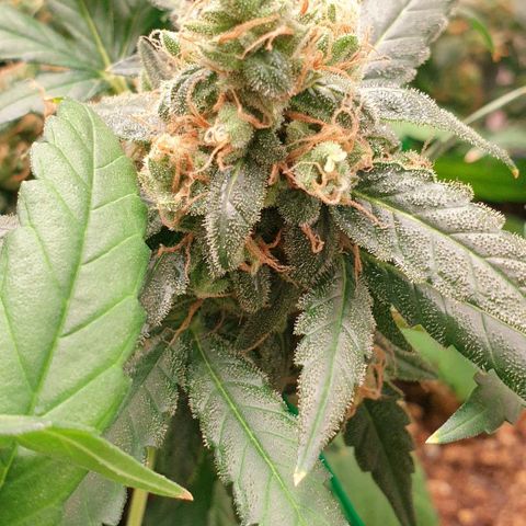 Nova growlog timeline photo