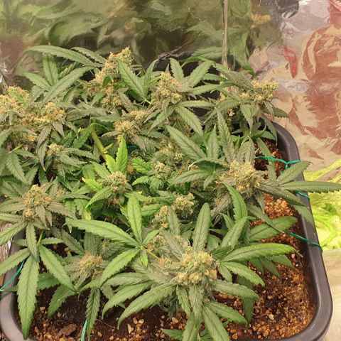 Nova growlog timeline photo