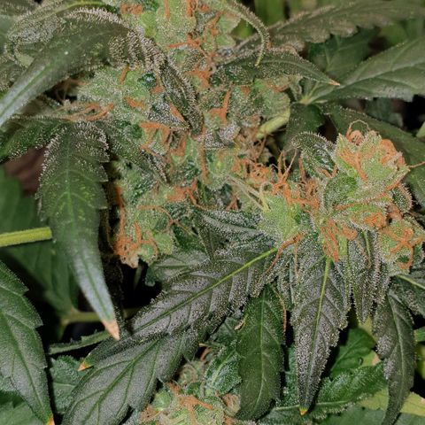 Nova growlog timeline photo