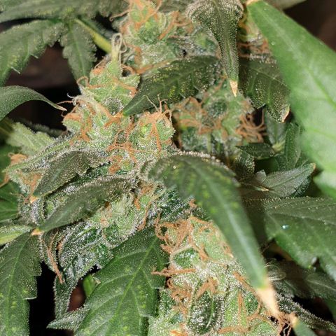 Nova growlog timeline photo