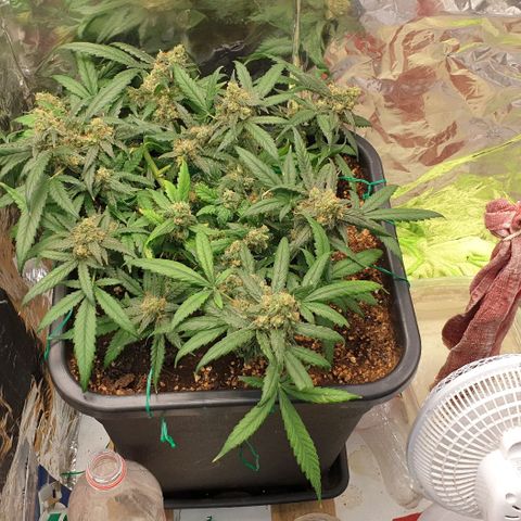 Nova growlog timeline photo