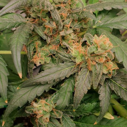 Nova growlog timeline photo