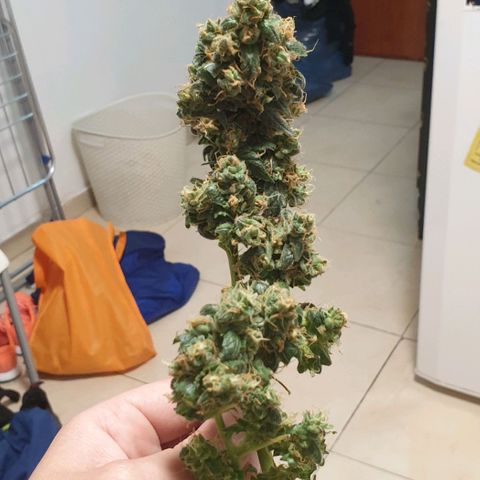 Nova growlog timeline photo