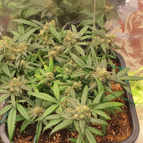 Nova growlog timeline photo