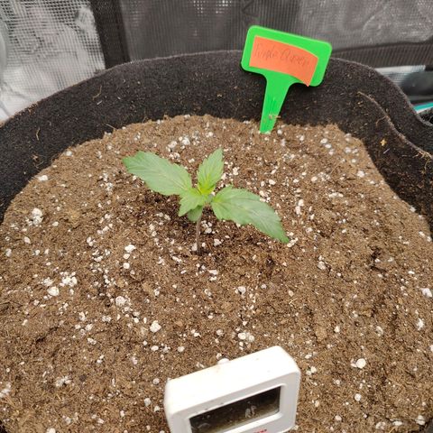 Purple Queen growlog timeline photo