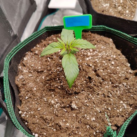 Royal Bluematic growlog timeline photo