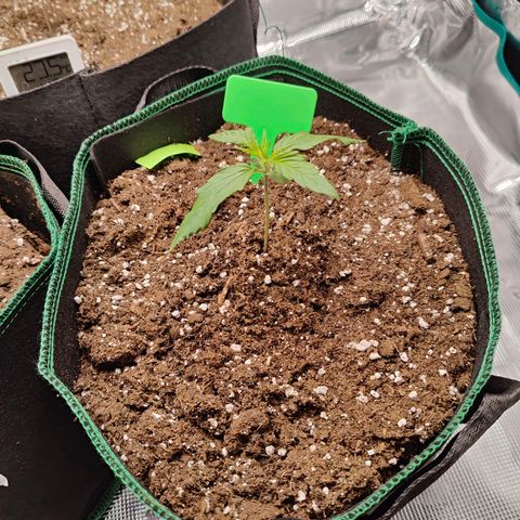Royal Kush Automatic growlog timeline photo