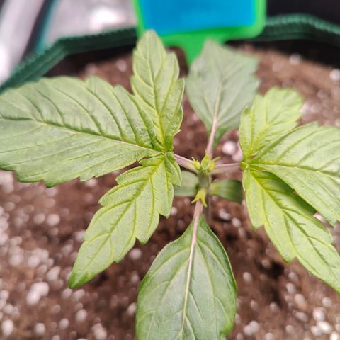 Royal Bluematic growlog timeline photo